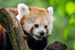 Stromová šelma panda červená
