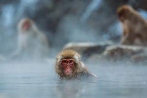 Makak červenolící – japonská sněžná opice