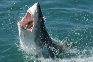 Austrálie ohlídá žraloky drony