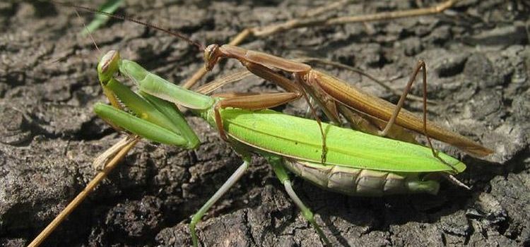 Kanibalismus ve zvířecí říši