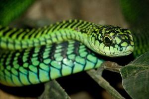 Boomslang africký