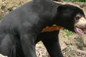 Jediný pravý tropický medvěd – medvěd malajský