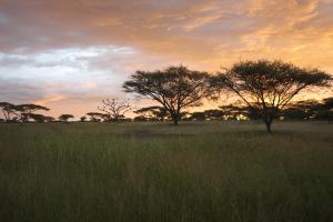 Národní park Serengeti